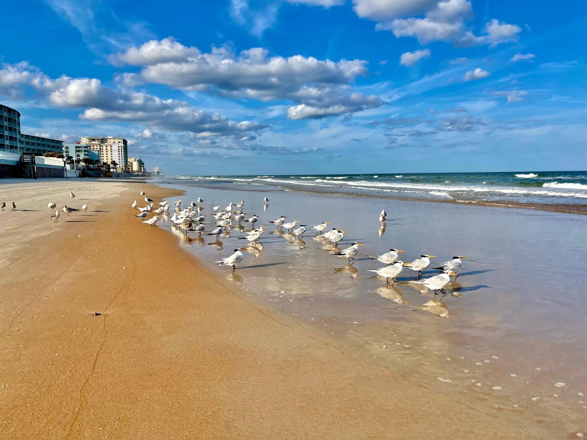 Sunset Studio Daytona Beachfront Extérieur photo
